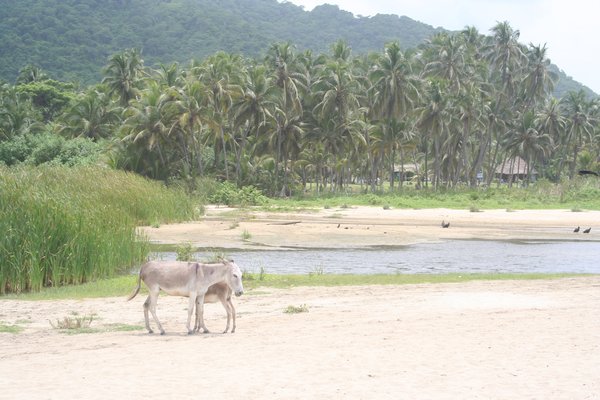 donkeys, beach and palms