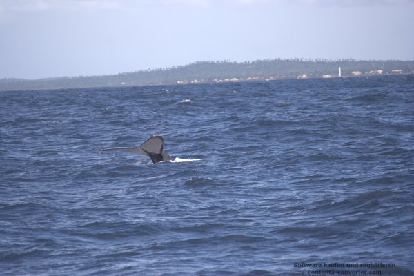 4 humpback whales