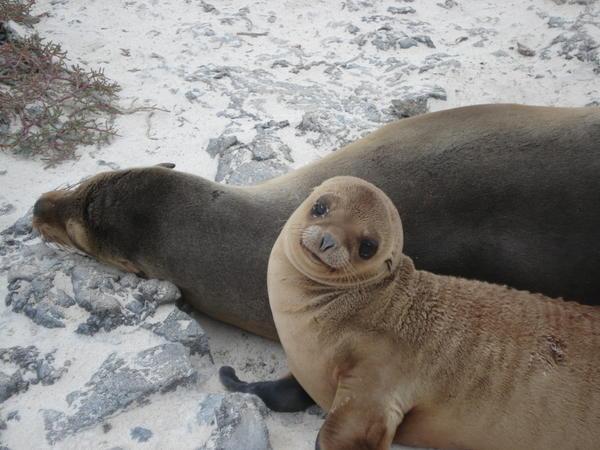 Sea Lion and pup