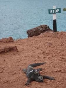 Iguana guarding the cliff