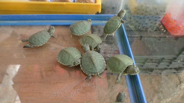 tiny turtles
