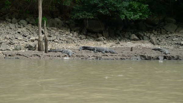 crocs on the banks