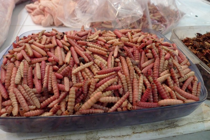 worms, a Mexican delicacy