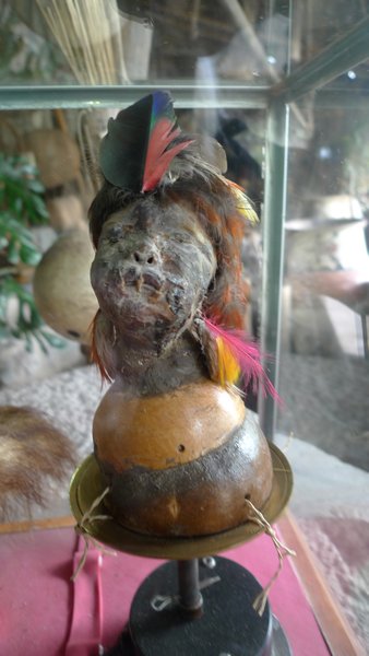 a real shrunken head hundreds of years old