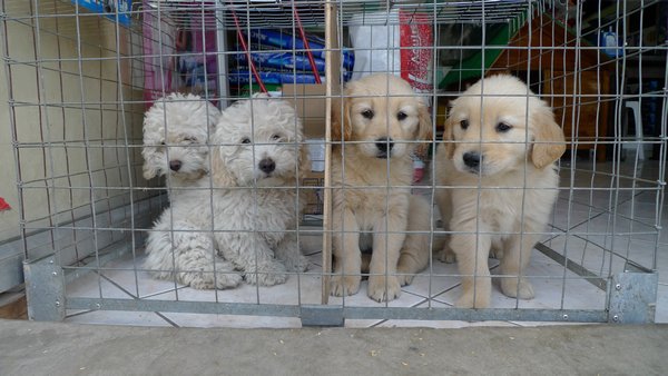 cute puppies for sale in Otavalo