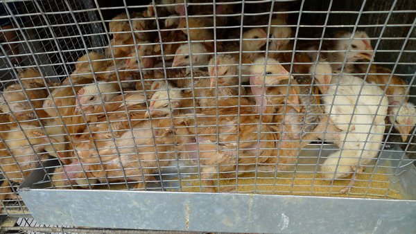 poor chicks in Otavalo