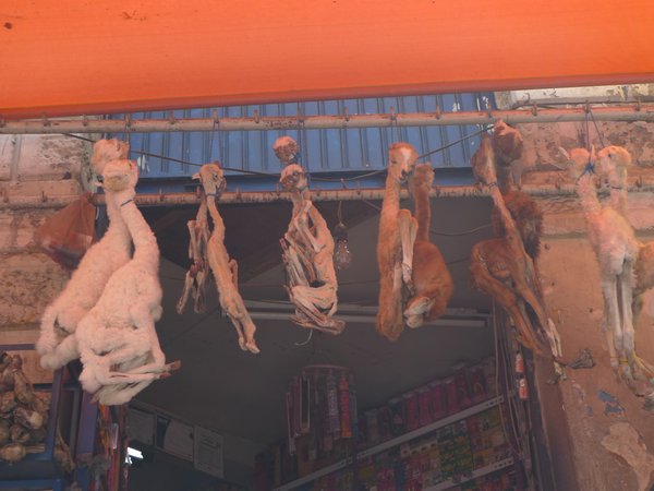 all stages of a llama foetus for sale in the witches market