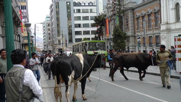 cows in the streets of La Paz