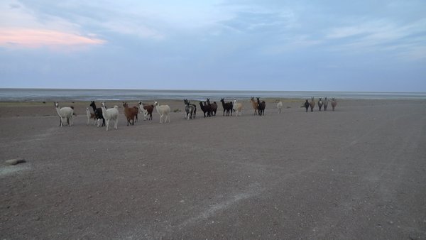 herd of alpaca passing