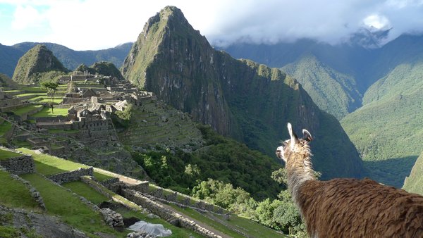 another llama enjoying the view
