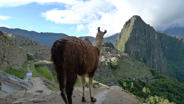 llama admiring the view