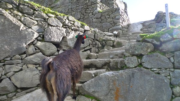 llama climbing the stairs