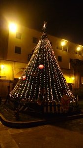 tree in Cuzco