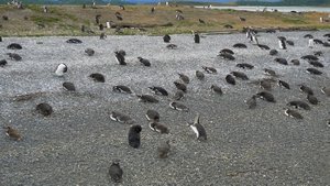 arriving on penguin island