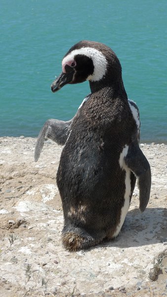 cutest penguin