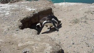 penguin clambers into hole