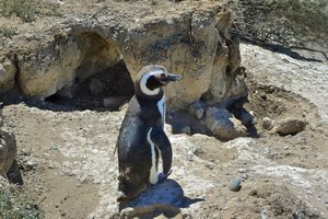 penguin chills in the sun