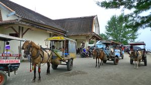 poor horses on Lombok