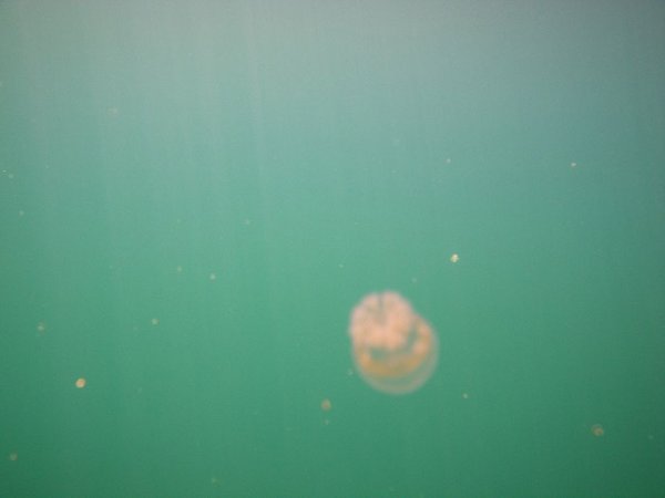 ein jellyfish