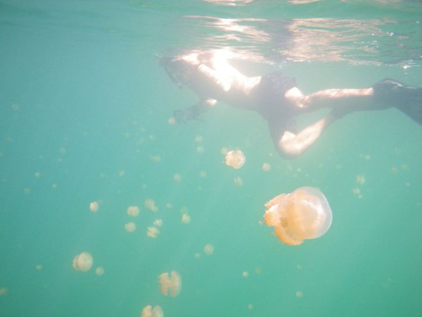 mehrere jellyfish