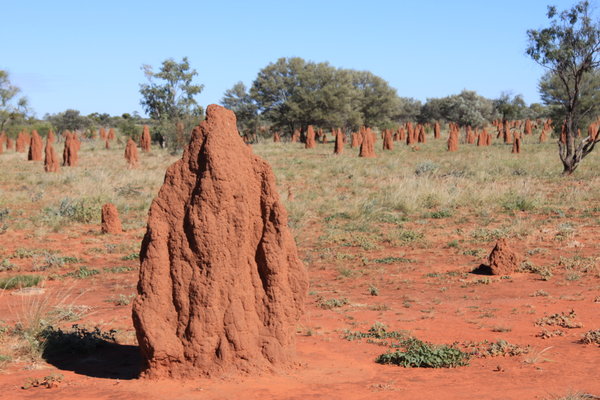 Human Tall Ant Mounds