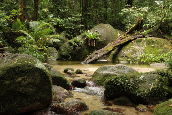 Rain Forest in Mossman