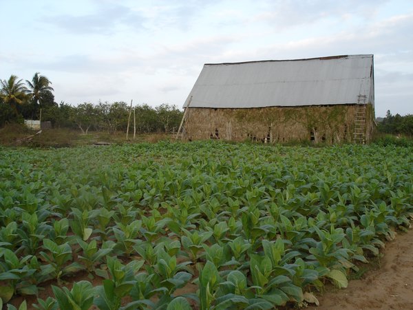 Tobacco crop and drying house