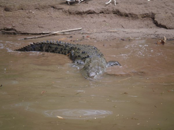 Crocodile seen during the canyon trip