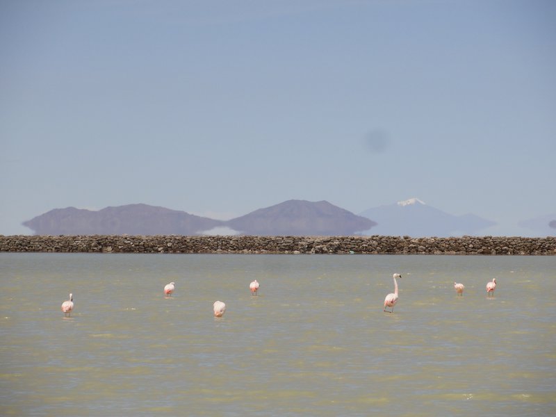 Flamingoes in Nearby Lake