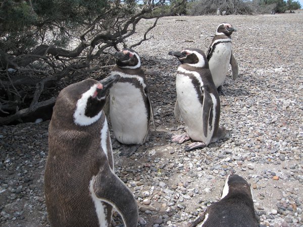 Erwachsene Pinguine