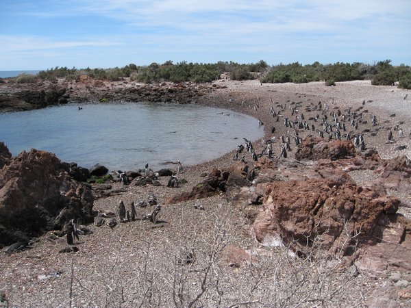 Pinguinbucht Punta Tombo