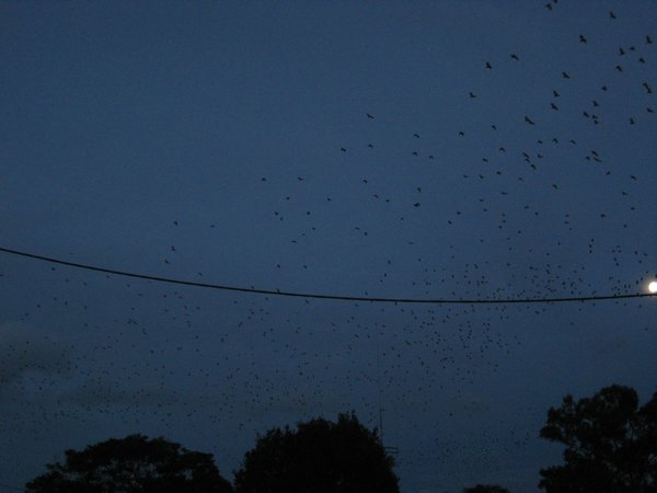 Bat swarm!!