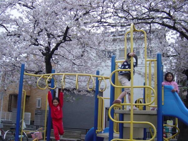 playing under sakura tree