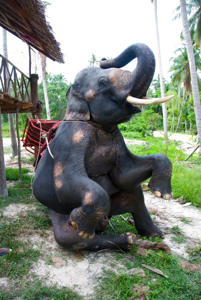 Elephant...