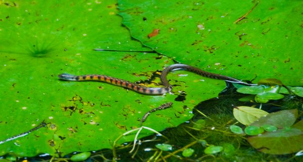 wild snake in the pond