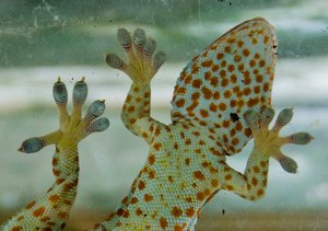 Gecko from underneath