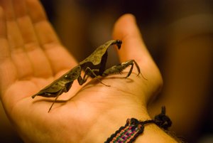 Leafy mantis
