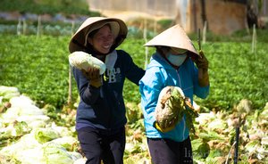 Happy cabbage farmers, Dalat
