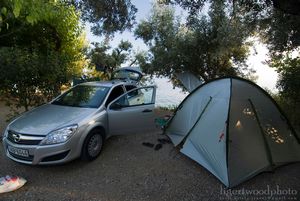 camping under olive trees