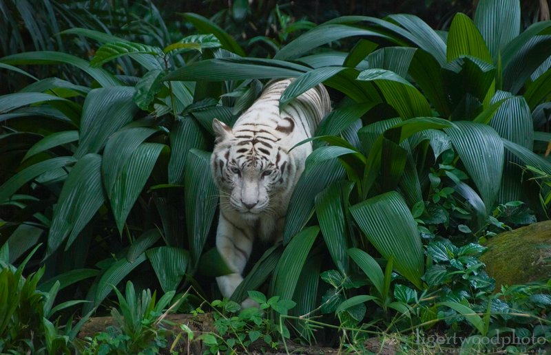 White Tiger stealth