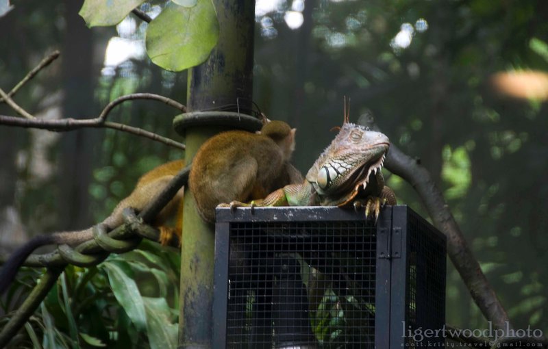 Teeny monkeys and a big lizard