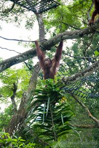 Orang-utan showing off his skills