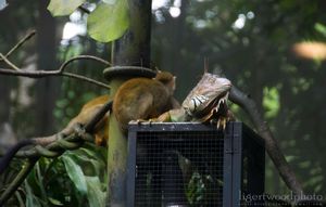 Teeny monkeys and a big lizard