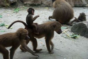 Baby baboon hitching a ride