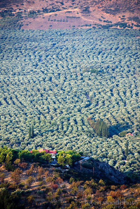 miles of olive groves
