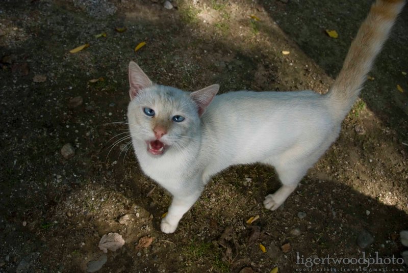 Crosseyed cat, Meteora 