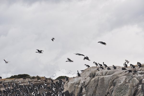 Cormorants in the Beagle Channel