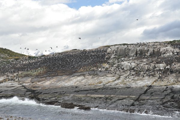 Cormorants roosting on an island in the Beagle Channel