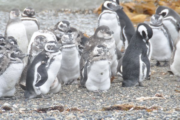 Magellan Penguins