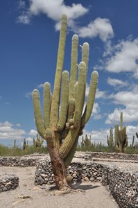 Random cactus photo #1
